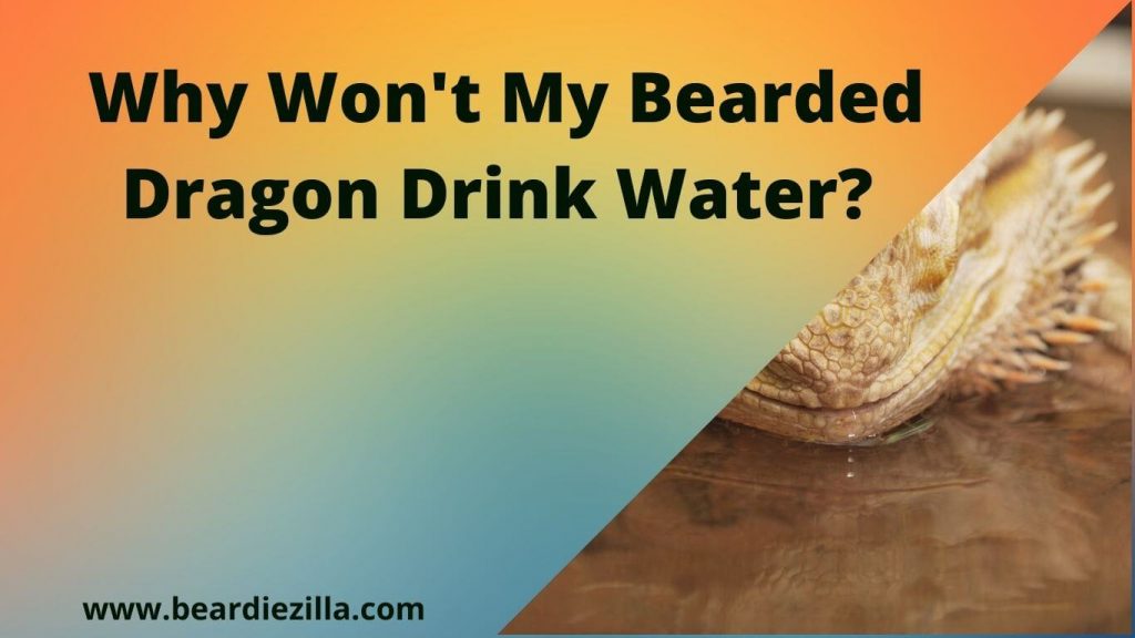 Why Won't My Bearded Dragon Drink Water? (Do This)
