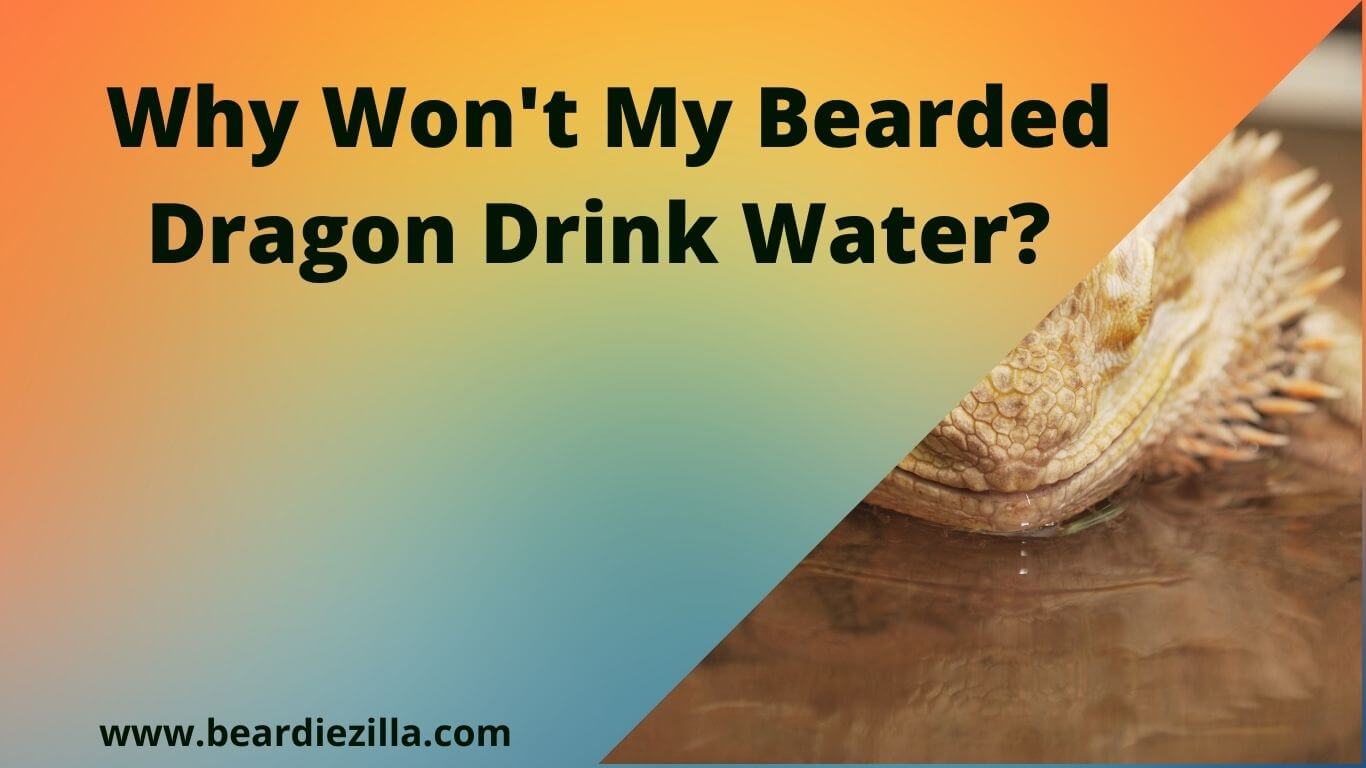 Why-Wont-My-Bearded-Dragon-Drink-Water