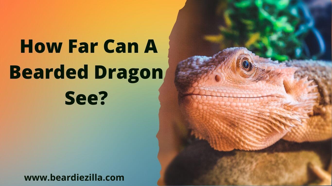 how-can-a-bearded-dragon-see