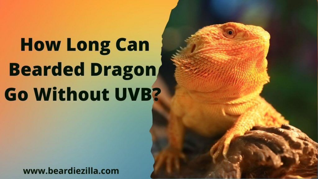 How Long Can a Bearded Dragon Go Without Uvb? (This Might Surprise You