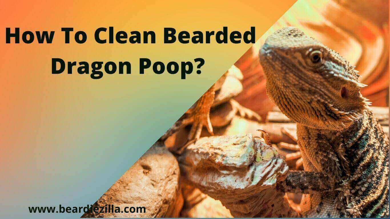how-to-clean-bearded-dragon-poop