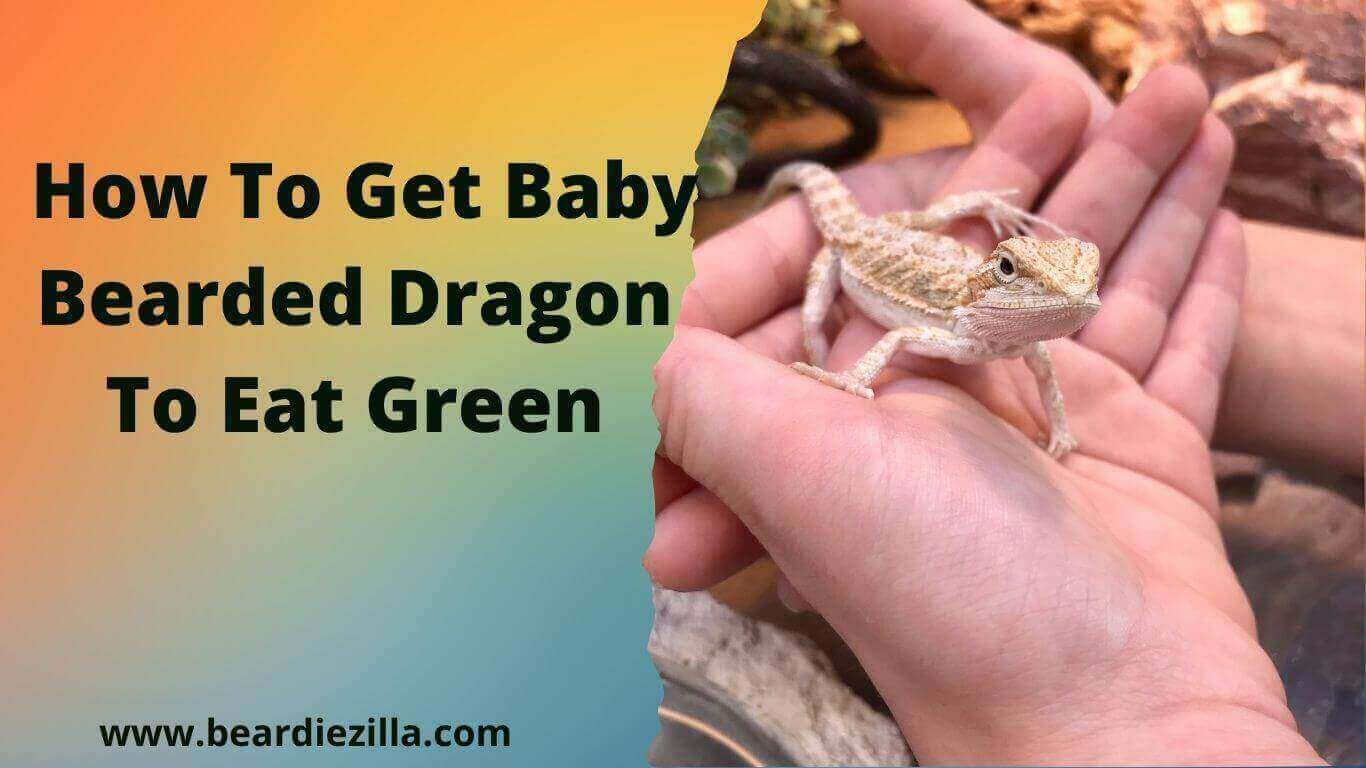 how-to-get-baby-bearded-dragon-to-eat-greens