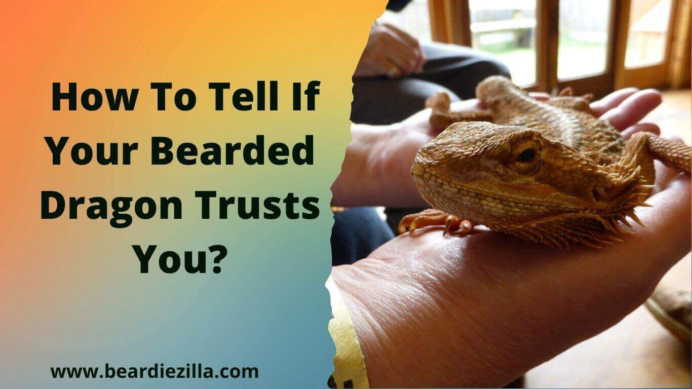 how-to-tell-if-your-bearded-dragon-trusts-you