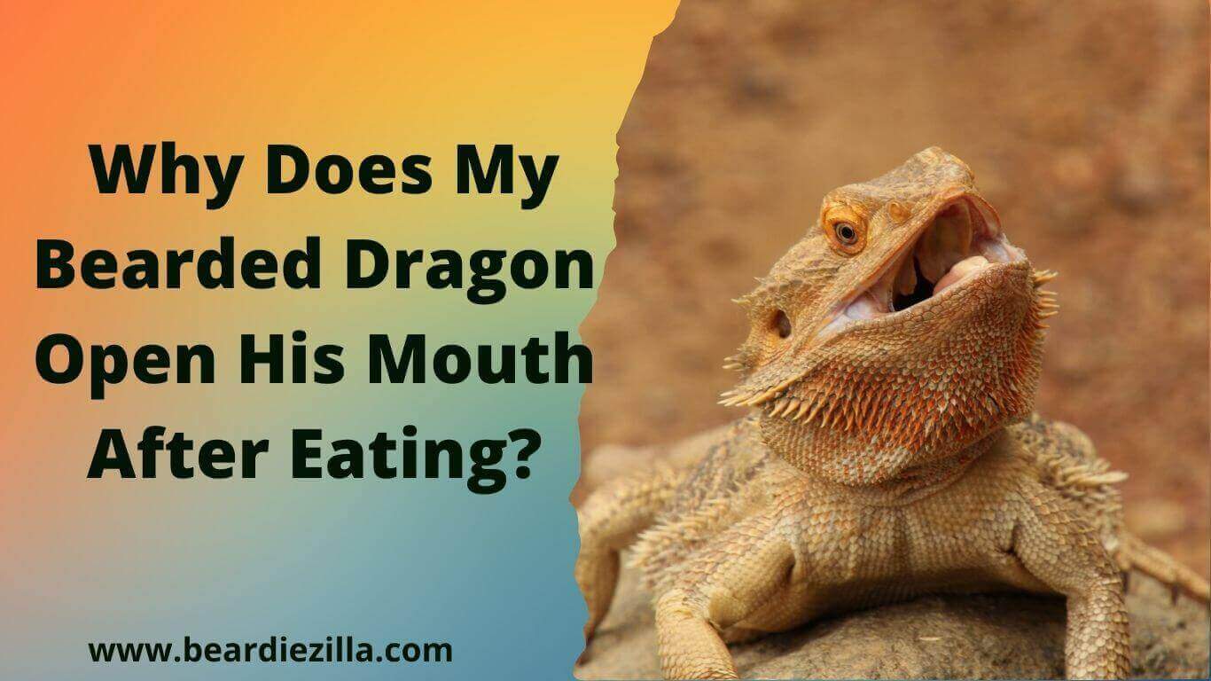 why-does-my-bearded-dragon-open-his-mouth-after-eating