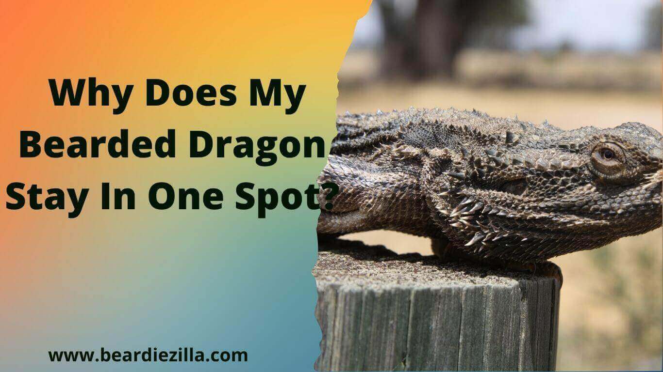 why-does-my-bearded-dragon-stay-in-one-spot