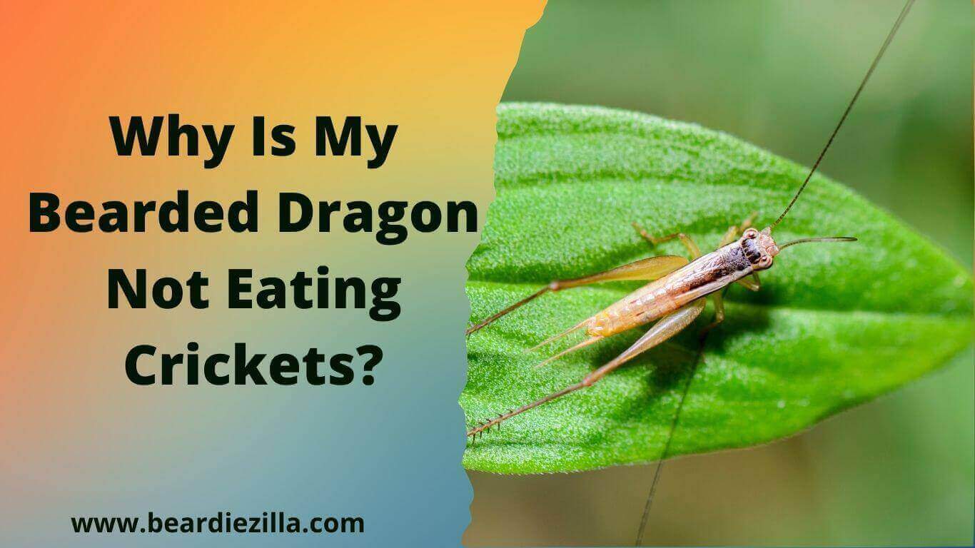 why-is-my-bearded-dragon-not-eating-crickets