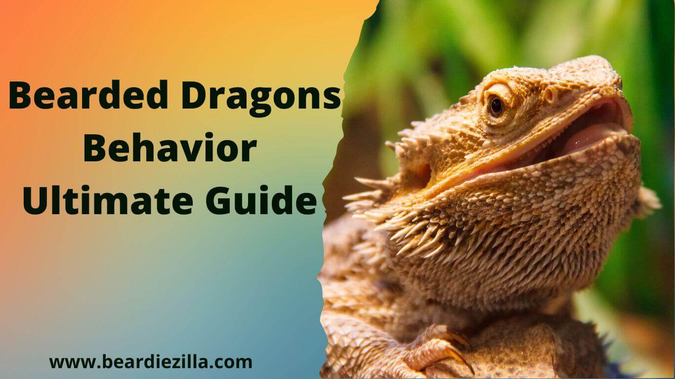 Bearded-dragons-behavior