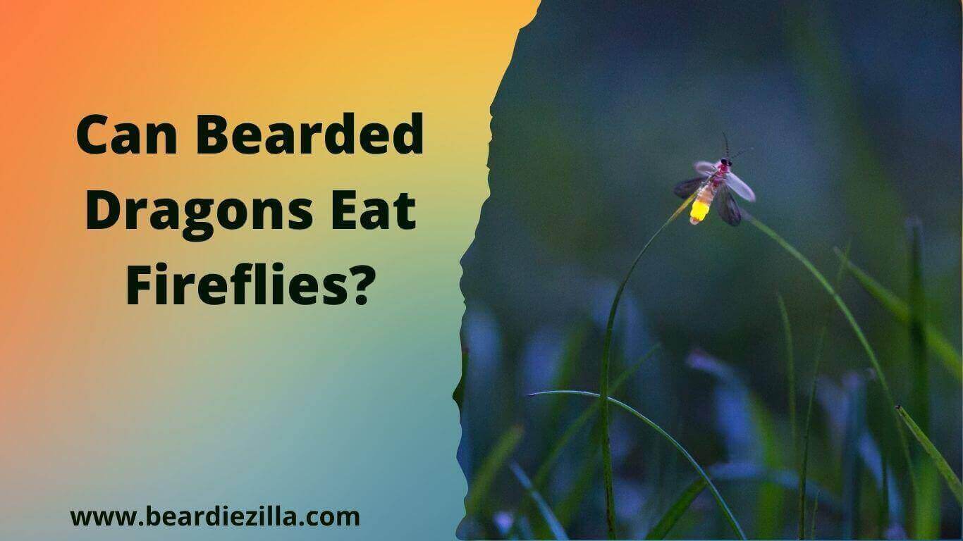 Can-Bearded-Dragons-Eat-Fireflies