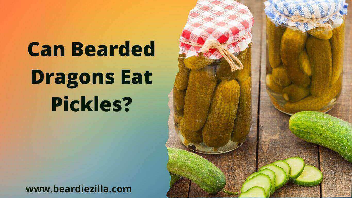 Can Bearded Dragons Eat Pickles
