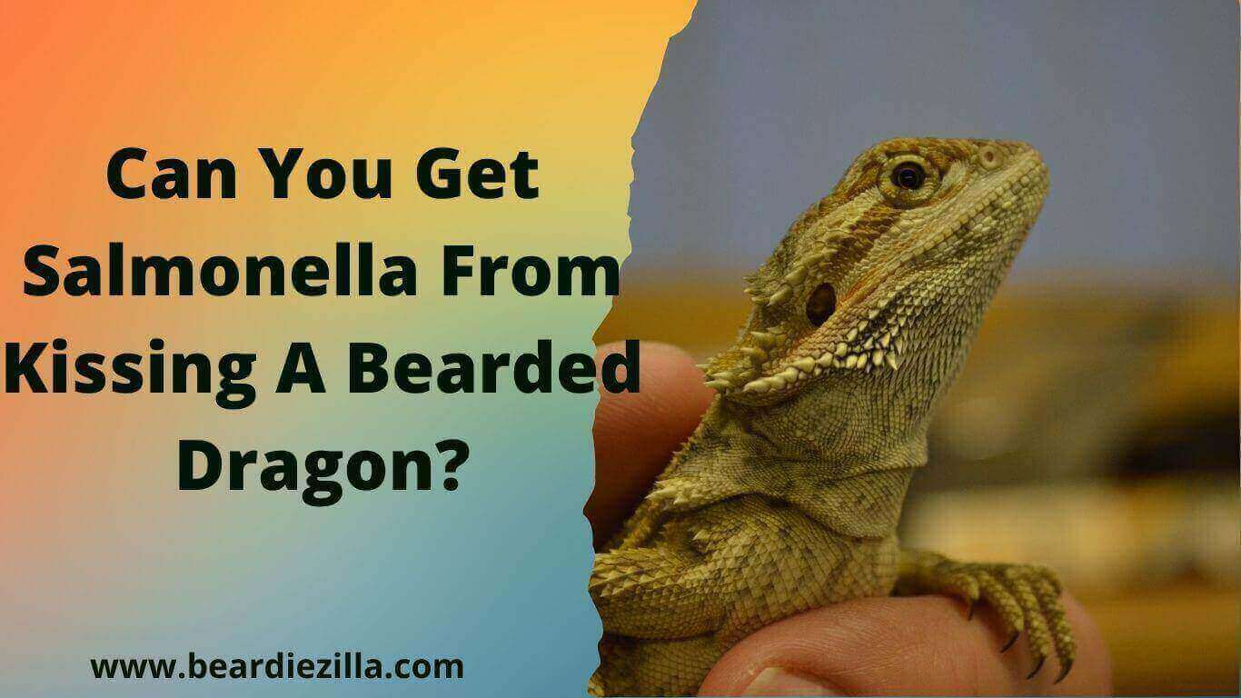 Can You Get Salmonella From Kissing A Bearded Dragon