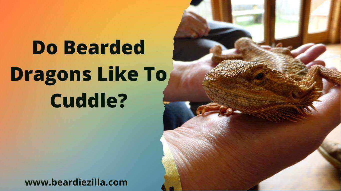 Do Bearded Dragons Like To Cuddle