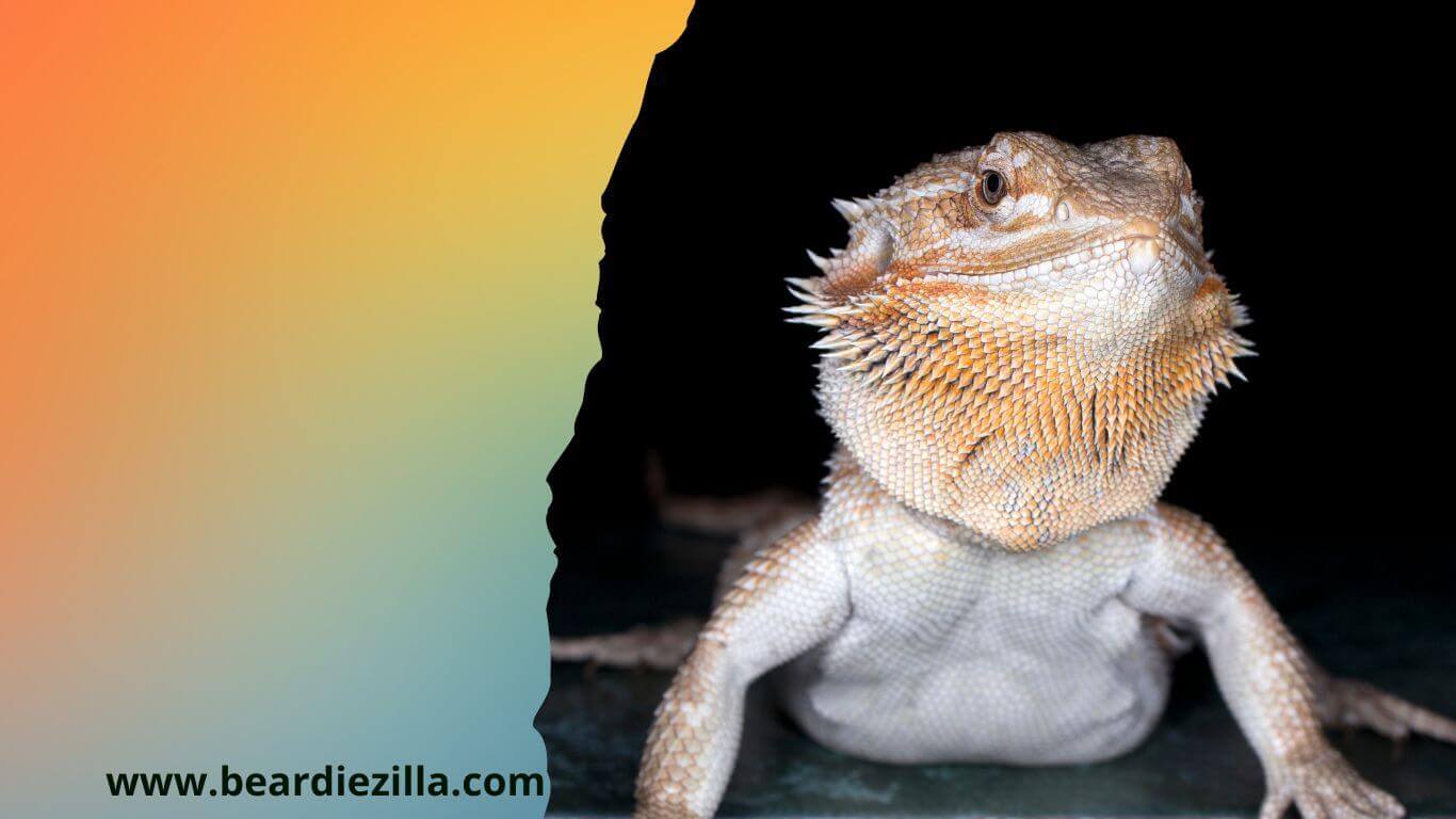 bearded-dragon-fight