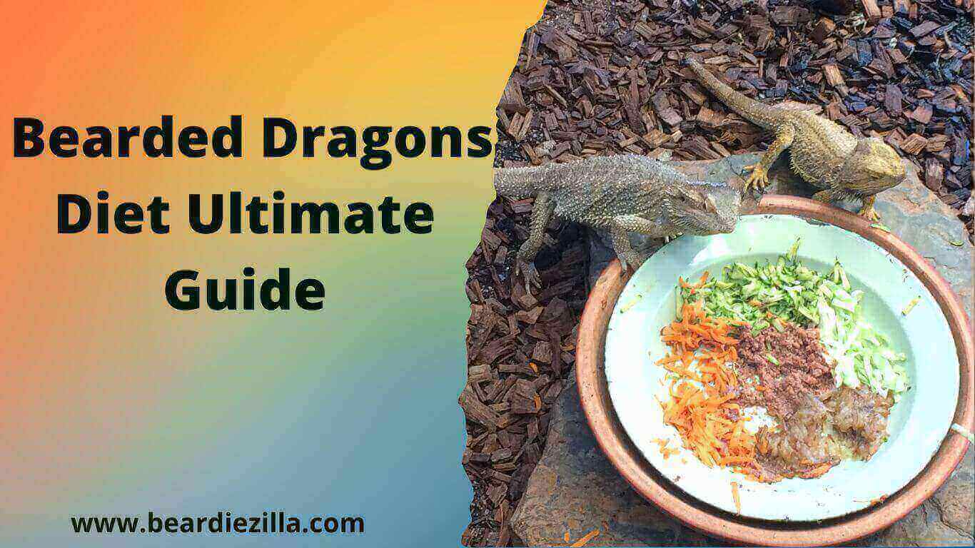 bearded-dragons-diet-ultimate-guide