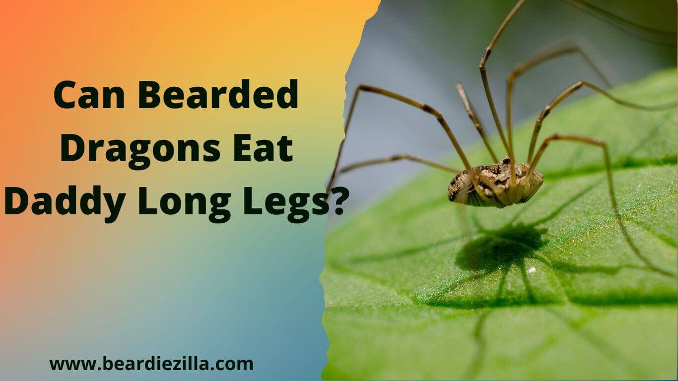can-bearded-dragons-eat-daddy-long-legs