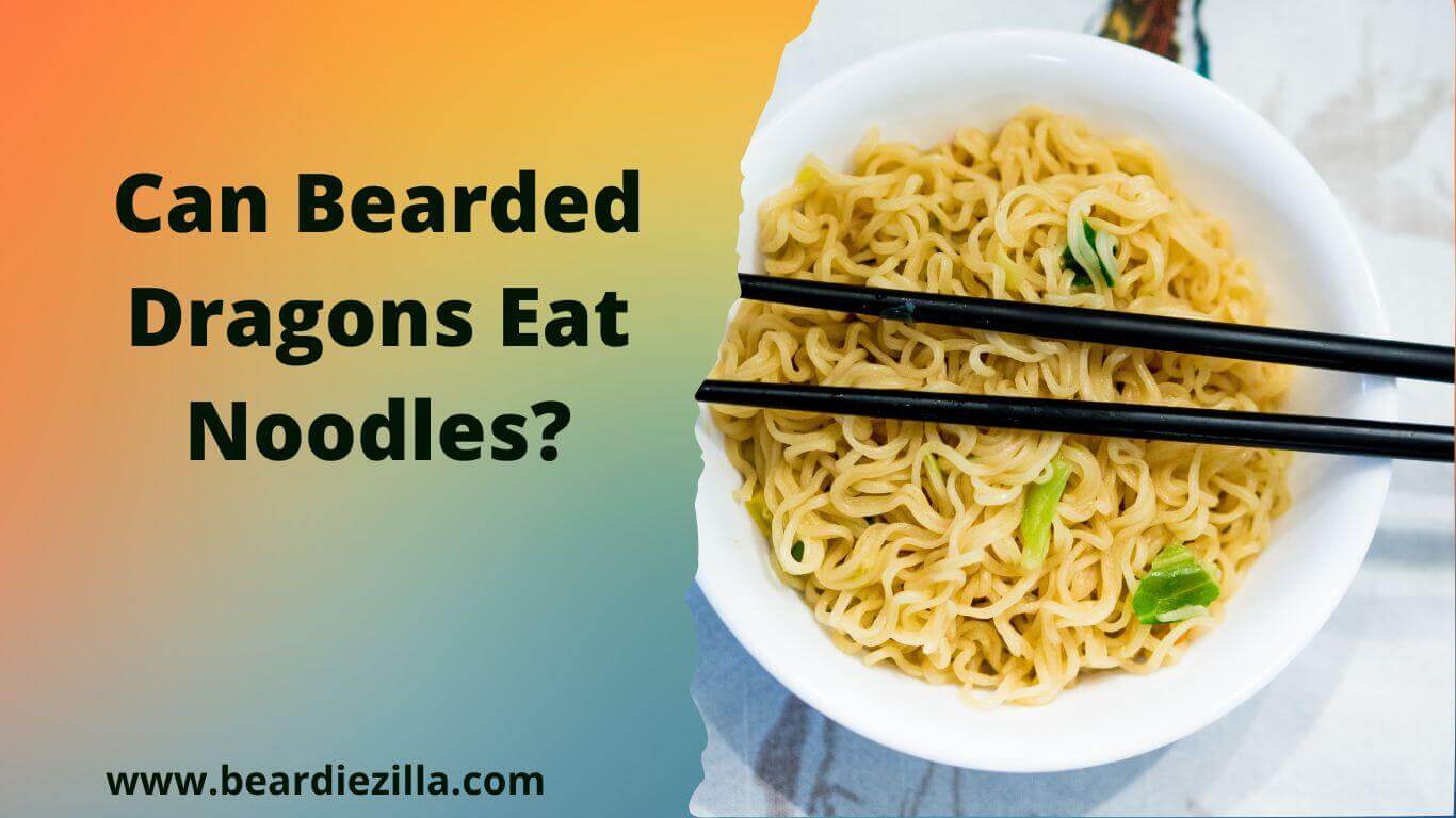 can-bearded-dragons-eat-noodles