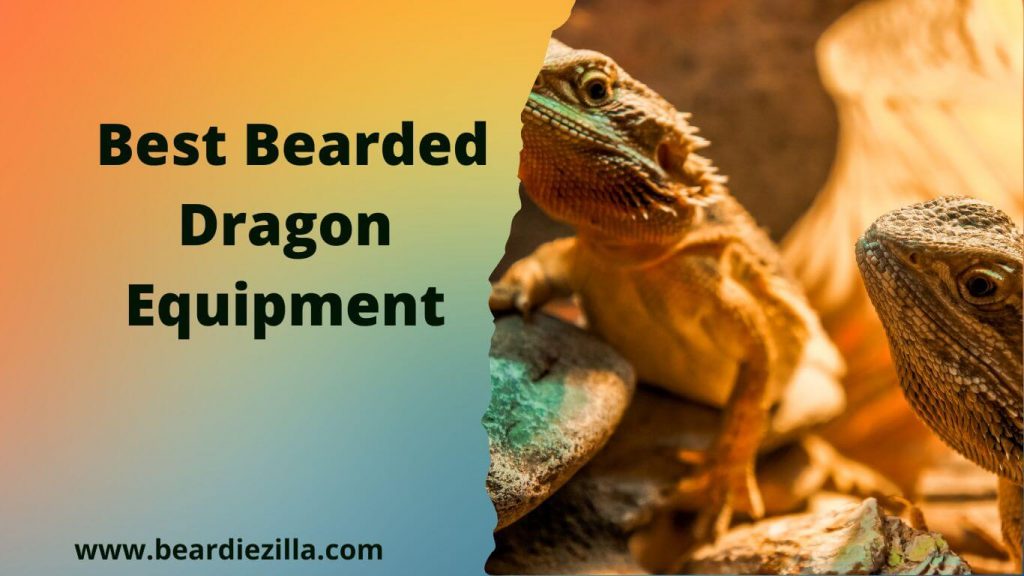 Best-Bearded-Dragon-Equipment