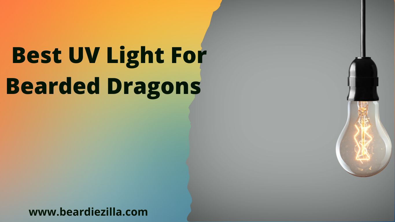 Best-uv-light-for-bearded-dragons