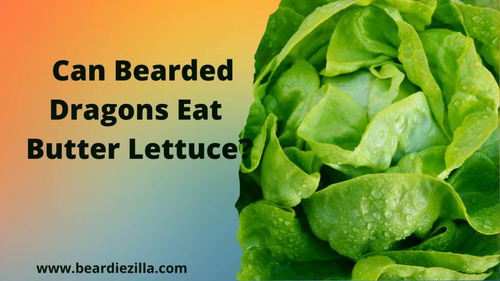 Can Bearded Dragons Eat Butter Lettuce? (Benefits!)