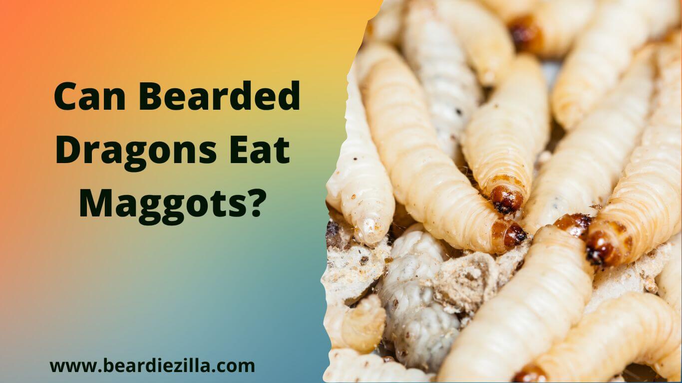 Can Bearded Dragons Eat Maggots You Bet Beardiezilla