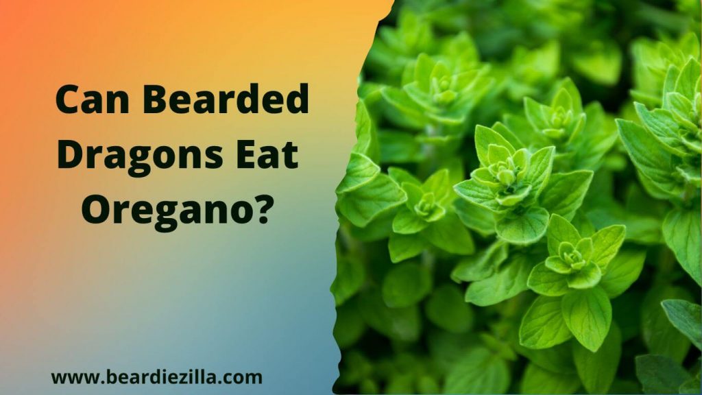 Can Bearded Dragons Eat Oregano? (In Moderation)