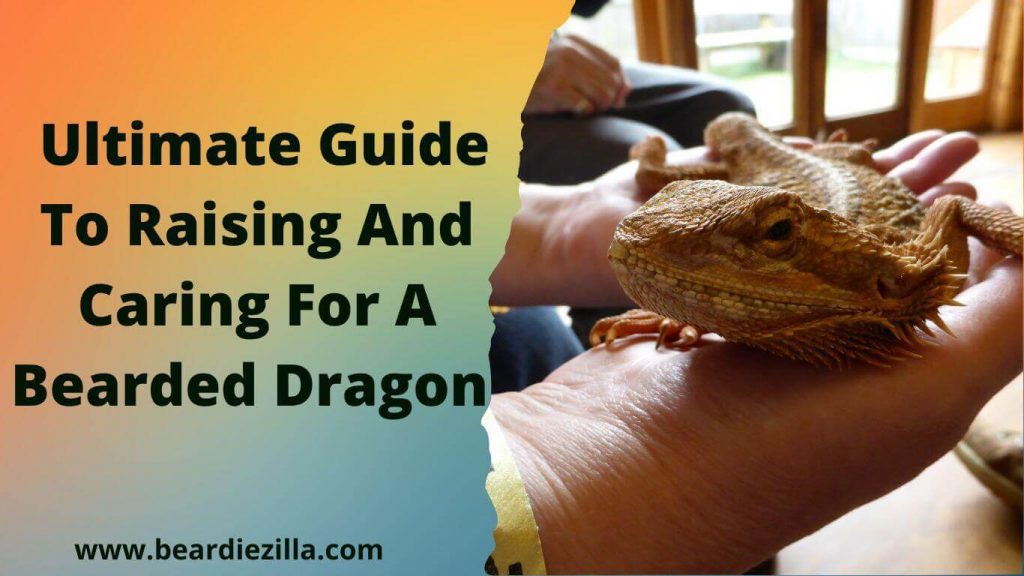 Ultimate-Guide-To-Raising-And-Caring-For-a-Bearded-Dragon
