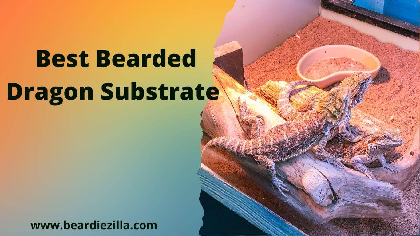 best-bearded-dragon-substrate