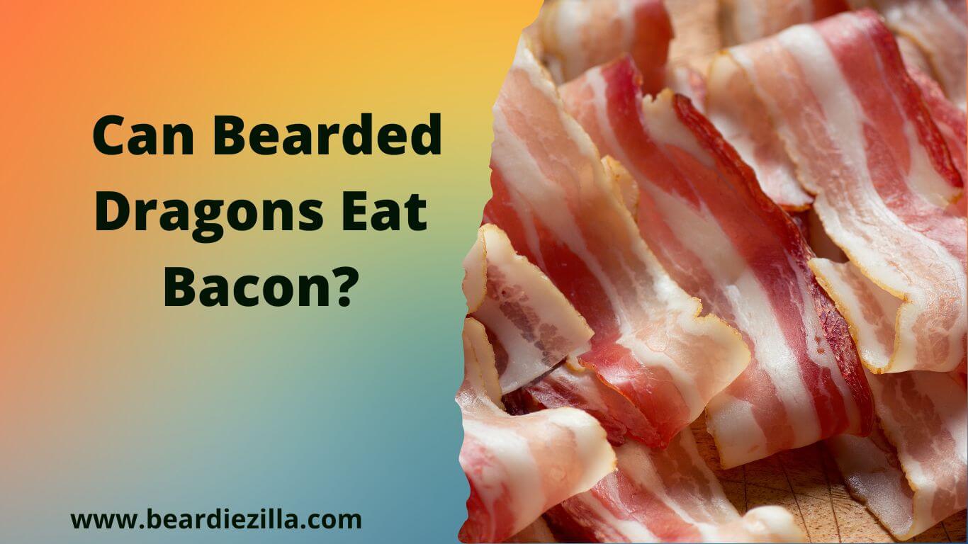can-bearded-dragons-eat-bacon