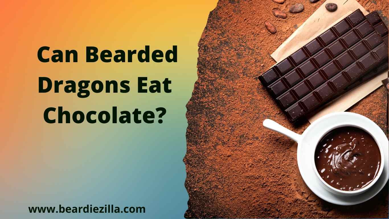 can-bearded-dragons-eat-chocolate