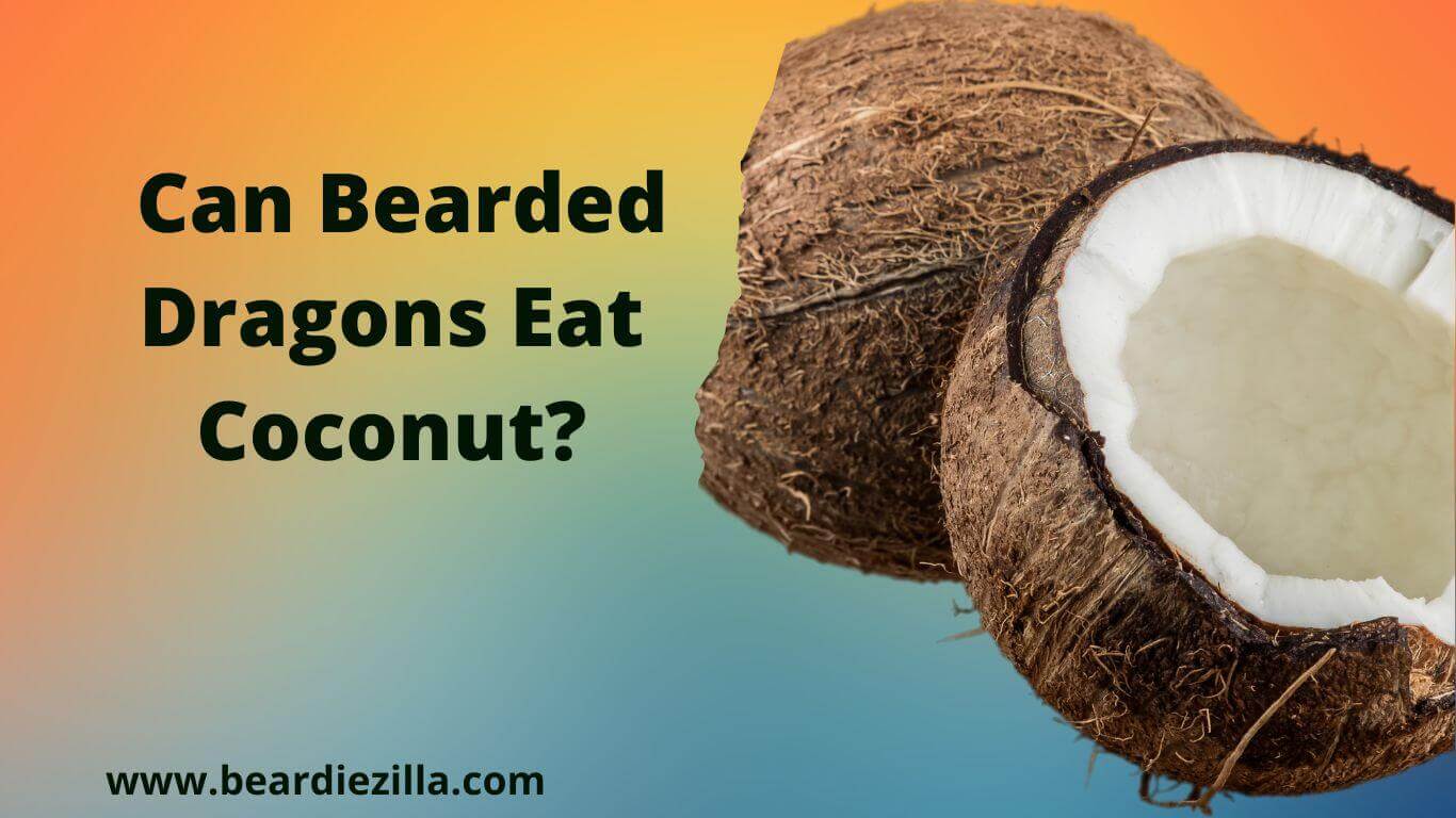can-bearded-dragons-eat-coconut