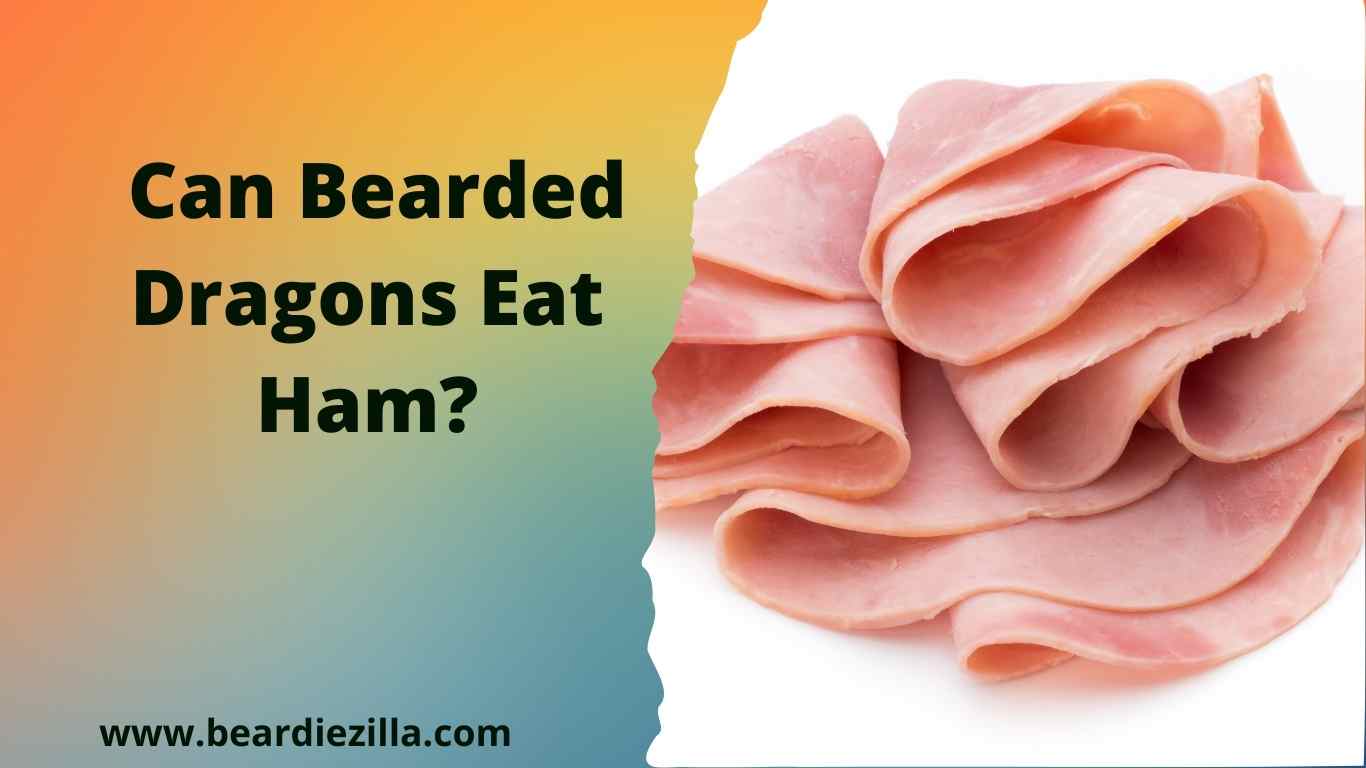can-bearded-dragons-eat-ham