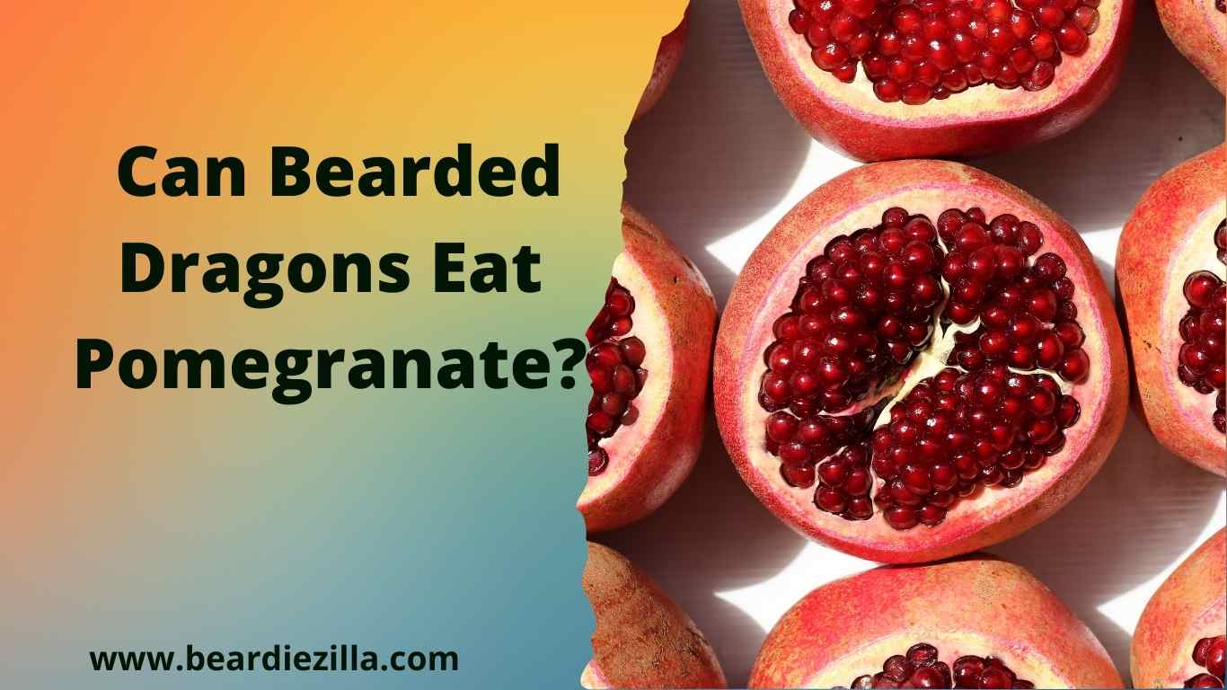 can-bearded-dragons-eat-pomegranate