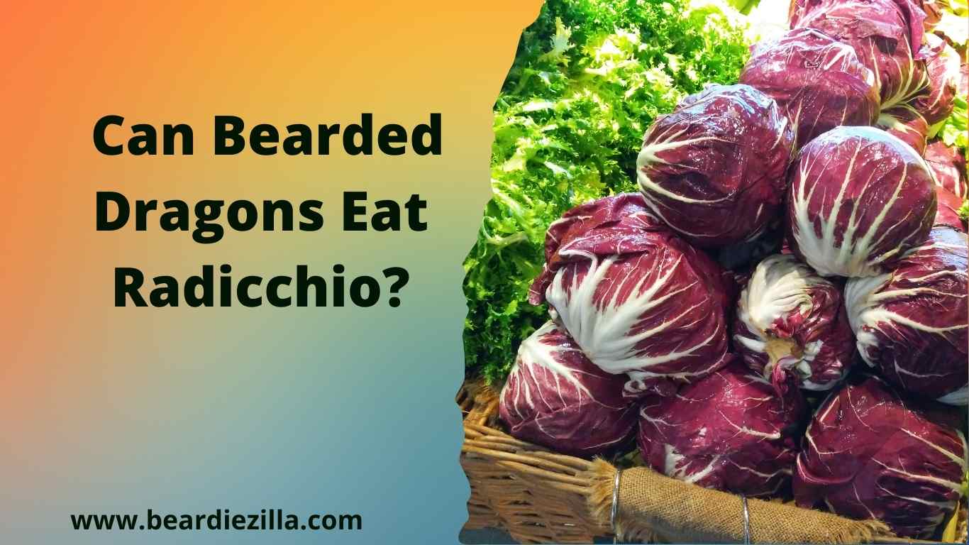 can-bearded-dragons-eat-radicchio