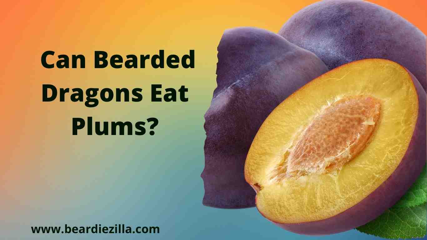 Can-Bearded-Dragons-Eat-Plums