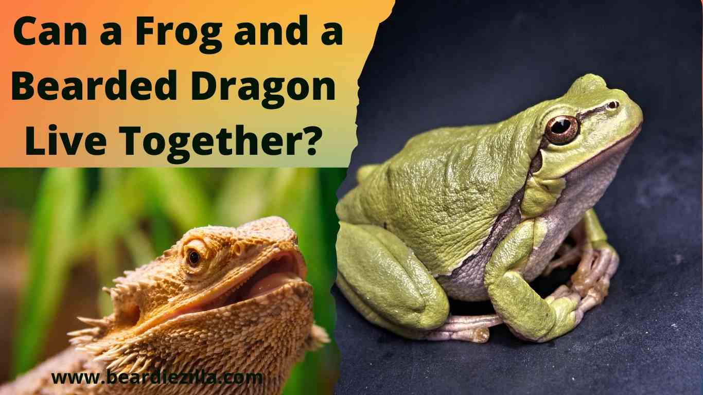 can-a-frog-and-a-bearded-dragon-live-together
