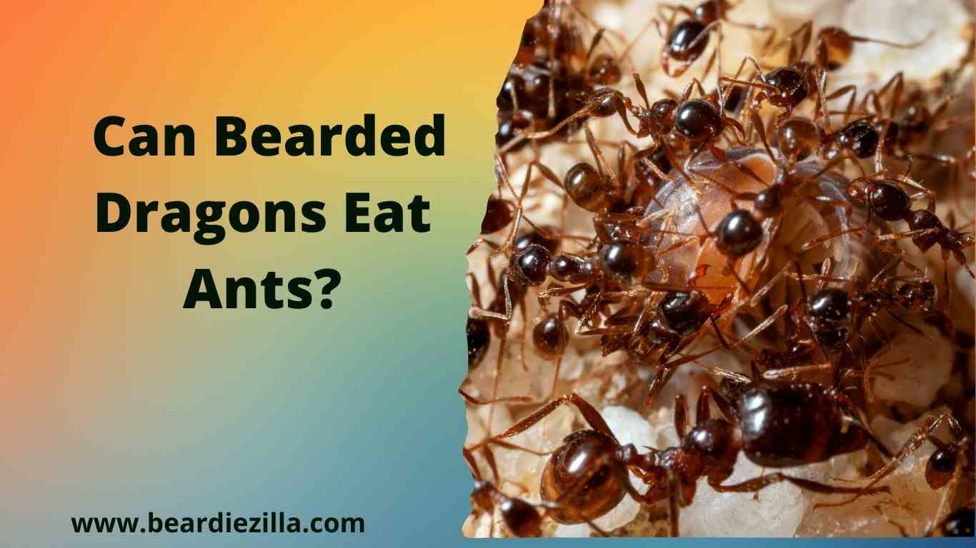 can-bearded-dragons-eat-ants