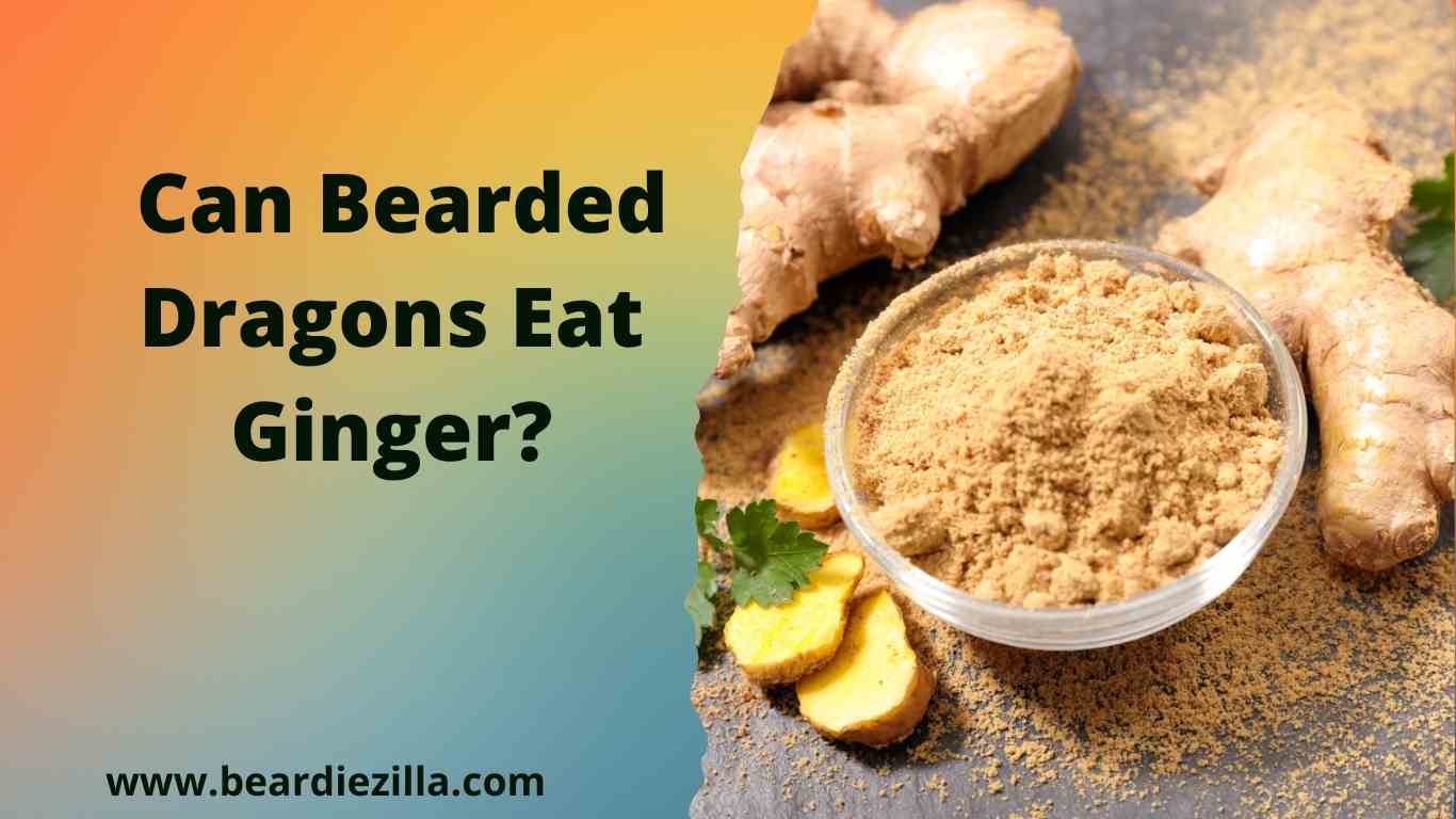 can-bearded-dragons-eat-ginger
