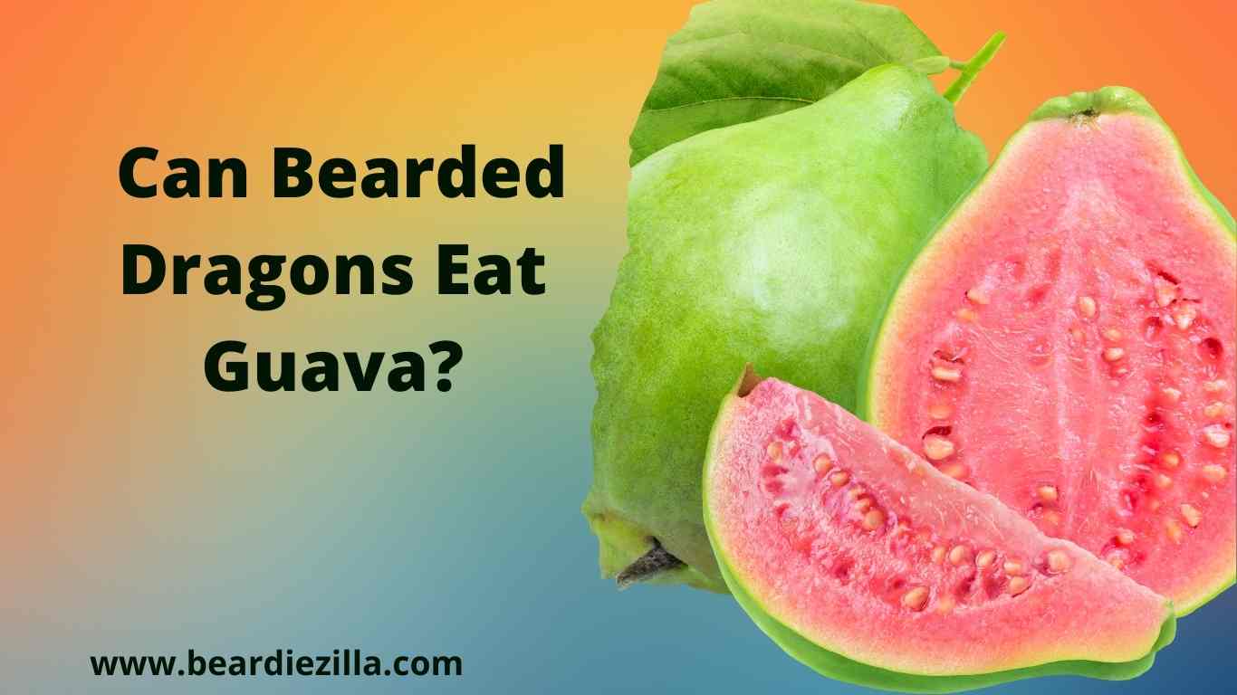 can-bearded-dragons-eat-guava