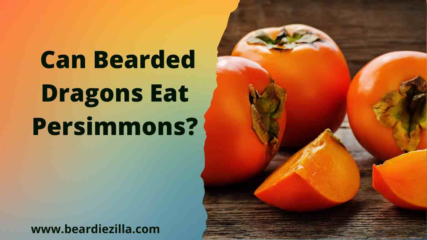 can-bearded-dragons-eat-persimmons